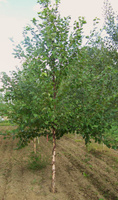 Береза черная речная Betula nigra