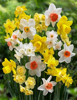 Набор "Нарциссы многоцветковые" 6 шт