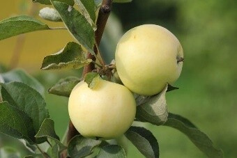 Саженцы яблони Белый Налив (лето, раннеспелая, нужен опылитель)