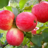 Саженцы яблони Мельба 120-150 См (летнее созревание)