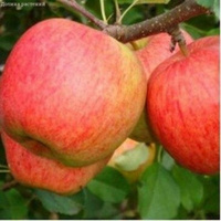 Саженцы яблони Медуница (самоплодная летнее созревание)
