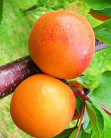 Саженцы абрикос Царский (ранний самоплодный, морозостойкий)
